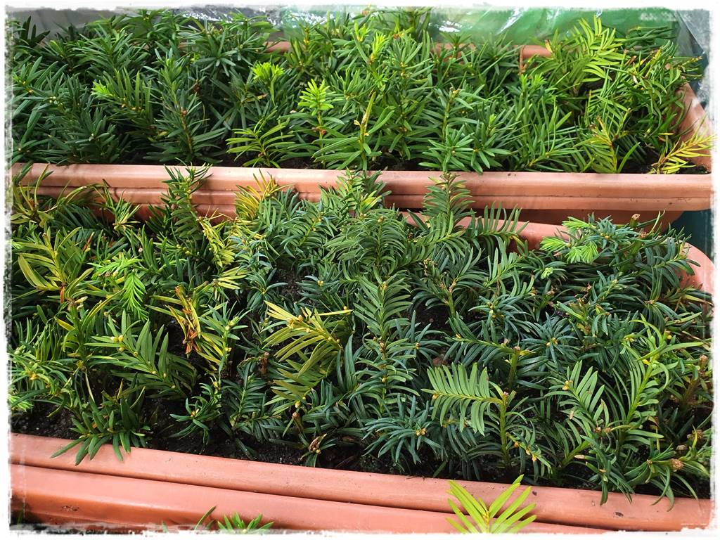 Rozmnażanie cisa przez sadzonki 30 Rozmnażanie cisa przez sadzonki 30