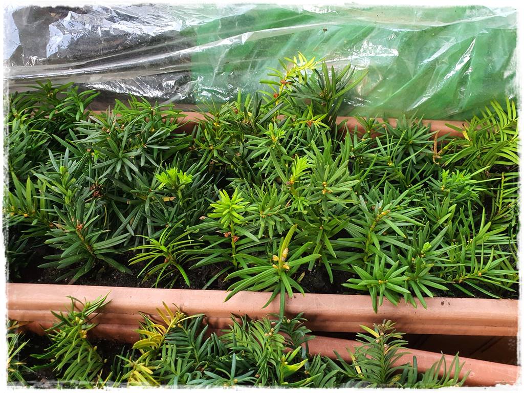 Rozmnażanie cisa przez sadzonki 31 Rozmnażanie cisa przez sadzonki 31