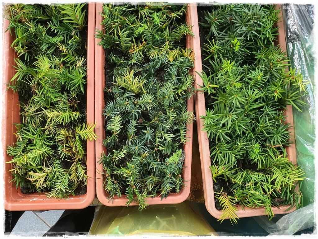 Rozmnażanie cisa przez sadzonki 32 Rozmnażanie cisa przez sadzonki 32