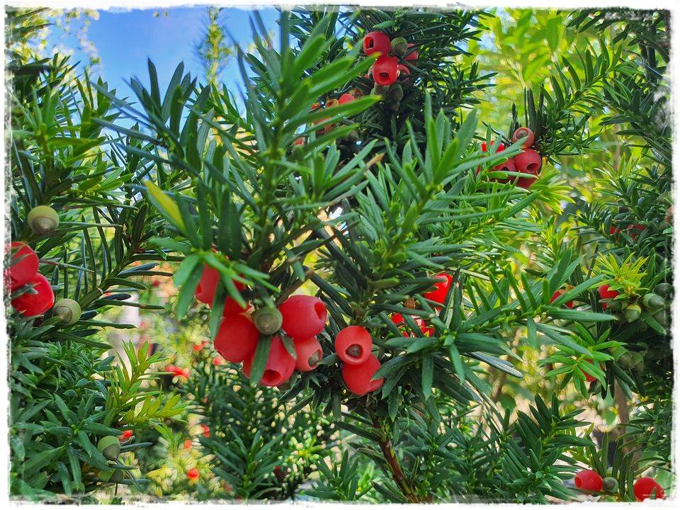 Rozmnażanie cisa przez sadzonki 4 Rozmnażanie cisa przez sadzonki 4