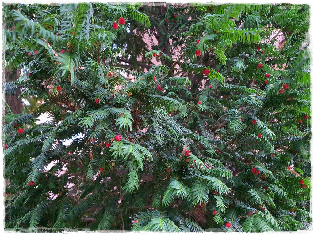 Rozmnażanie cisa przez sadzonki 5 Rozmnażanie cisa przez sadzonki 5