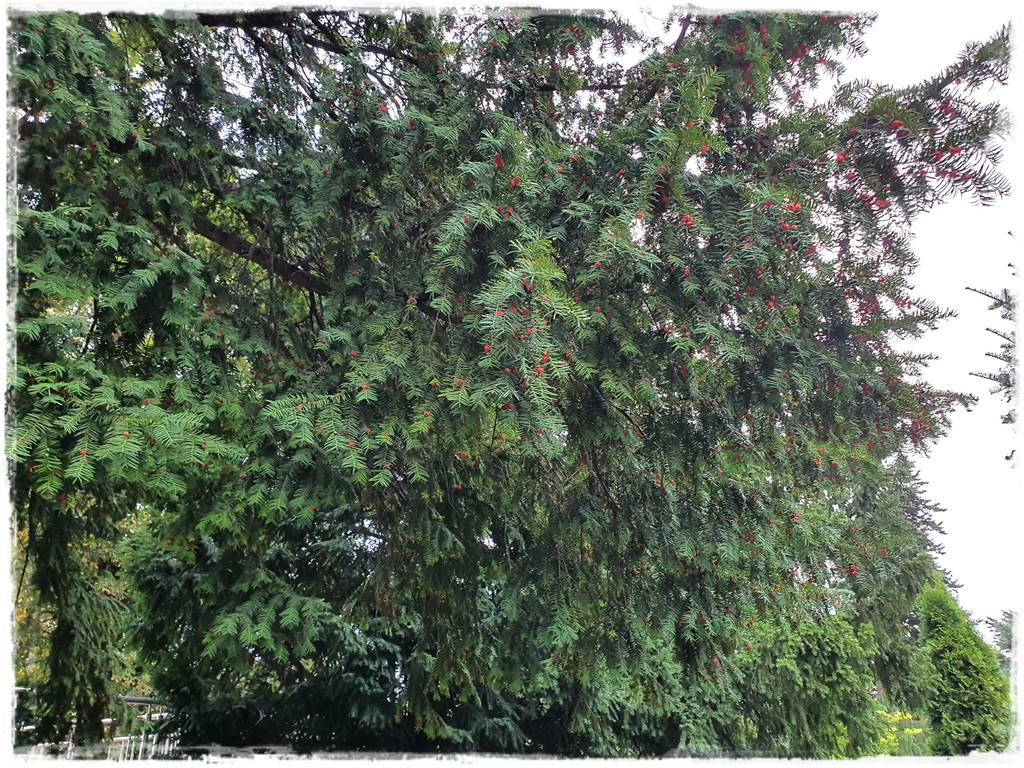 Rozmnażanie cisa przez sadzonki 6 Rozmnażanie cisa przez sadzonki 6