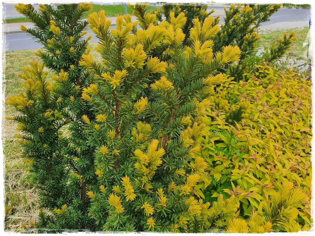 Rozmnażanie cisa przez sadzonki 7 Rozmnażanie cisa przez sadzonki 7