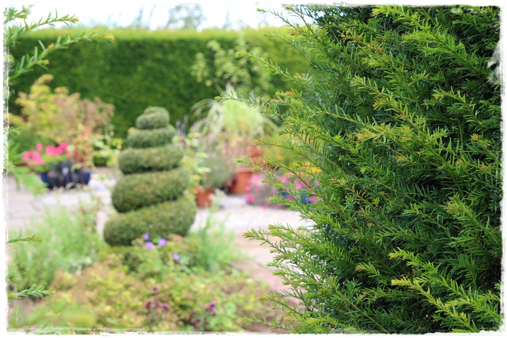 Rozmnażanie cisa przez sadzonki 9 Rozmnażanie cisa przez sadzonki 9