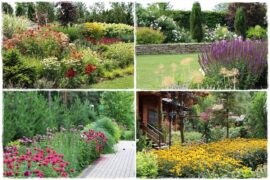 Wieloletnie kwiaty na rabatę 0