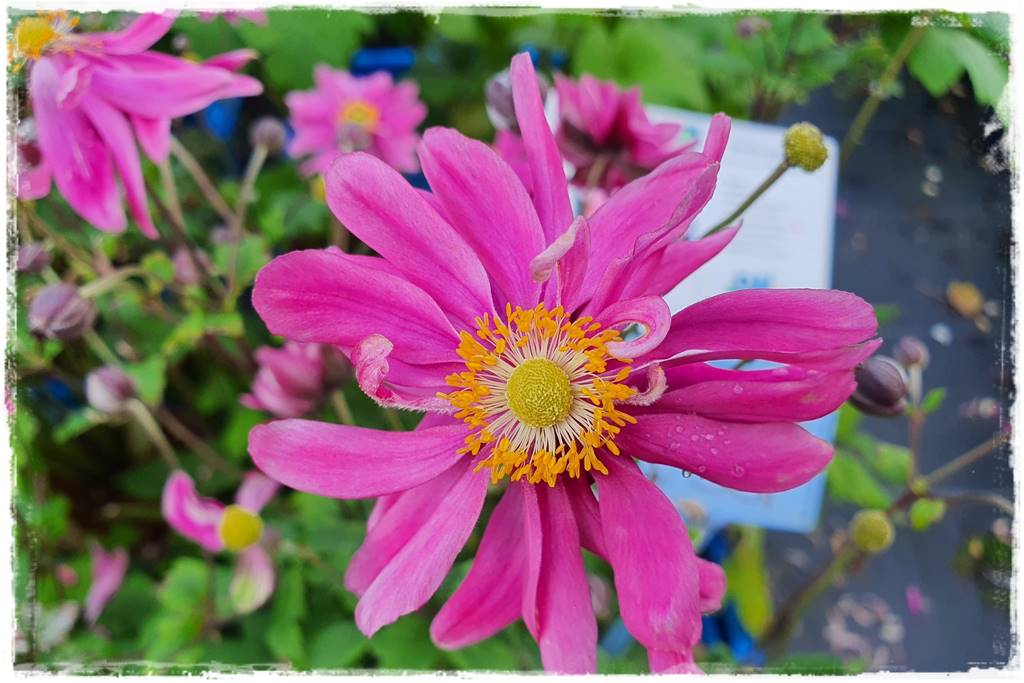 Wieloletnie kwiaty na rabatę 10b Wieloletnie kwiaty na rabatę 10b