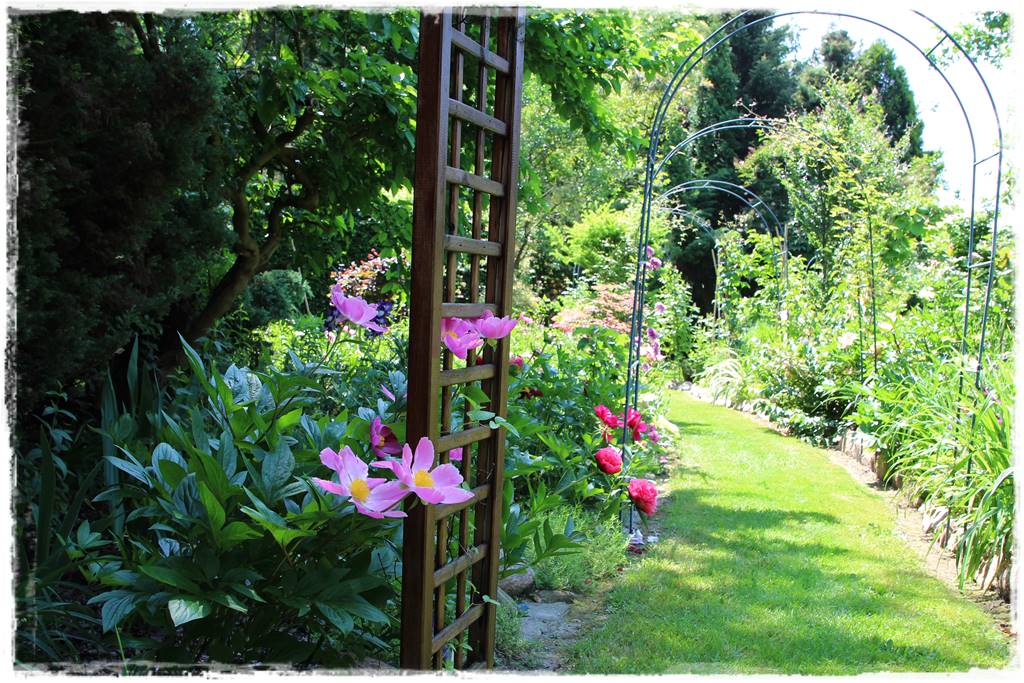 Wieloletnie kwiaty na rabatę 10f Wieloletnie kwiaty na rabatę 10f