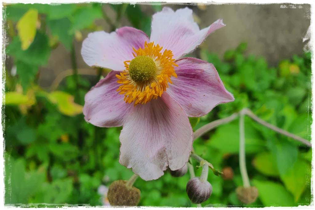 Wieloletnie kwiaty na rabatę 10g Wieloletnie kwiaty na rabatę 10g