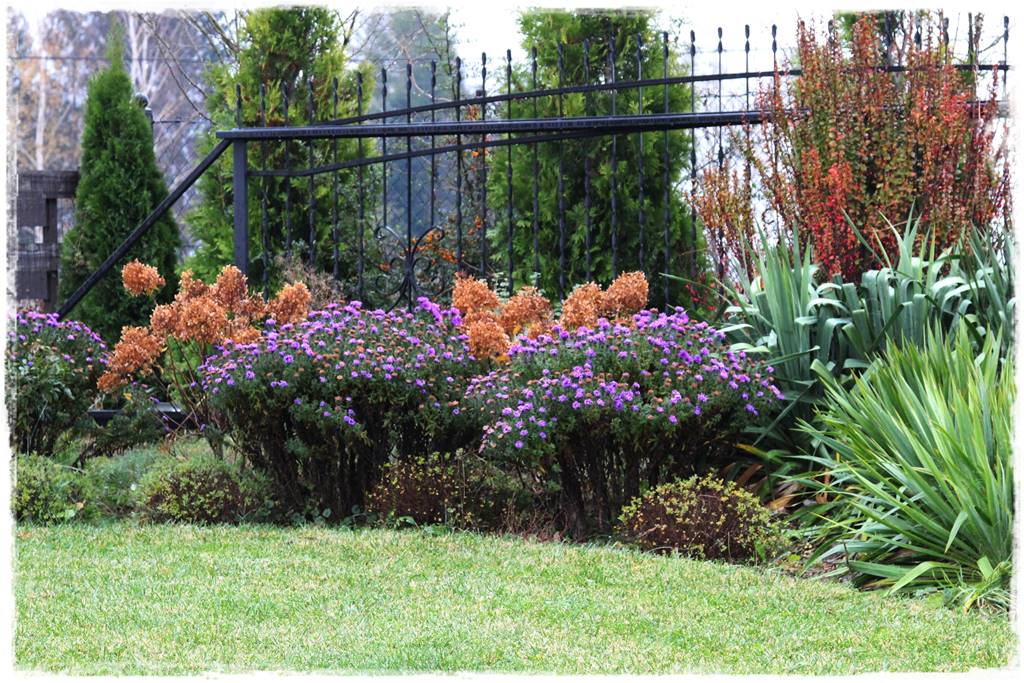 Wieloletnie kwiaty na rabatę 1b Wieloletnie kwiaty na rabatę 1b