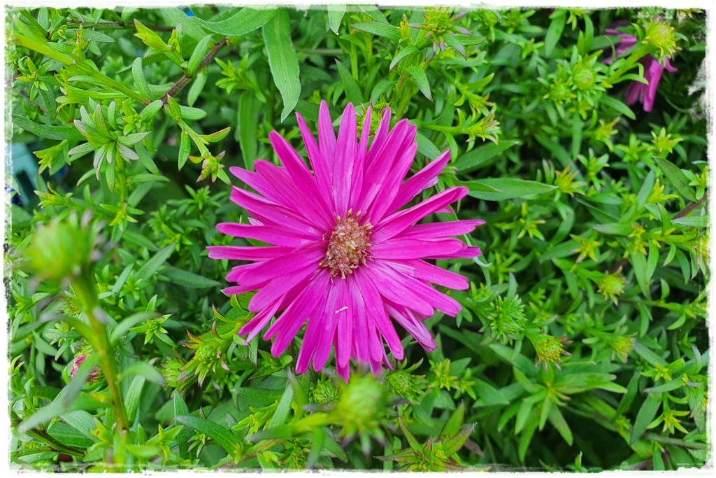 Wieloletnie kwiaty na rabatę 1d Wieloletnie kwiaty na rabatę 1d