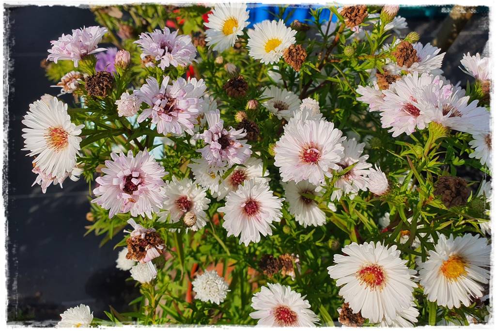 Wieloletnie kwiaty na rabatę 1k Wieloletnie kwiaty na rabatę 1k