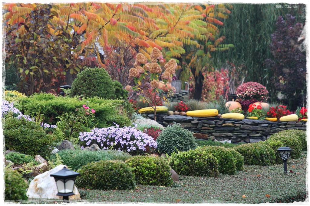 Wieloletnie kwiaty na rabatę 1l Wieloletnie kwiaty na rabatę 1l