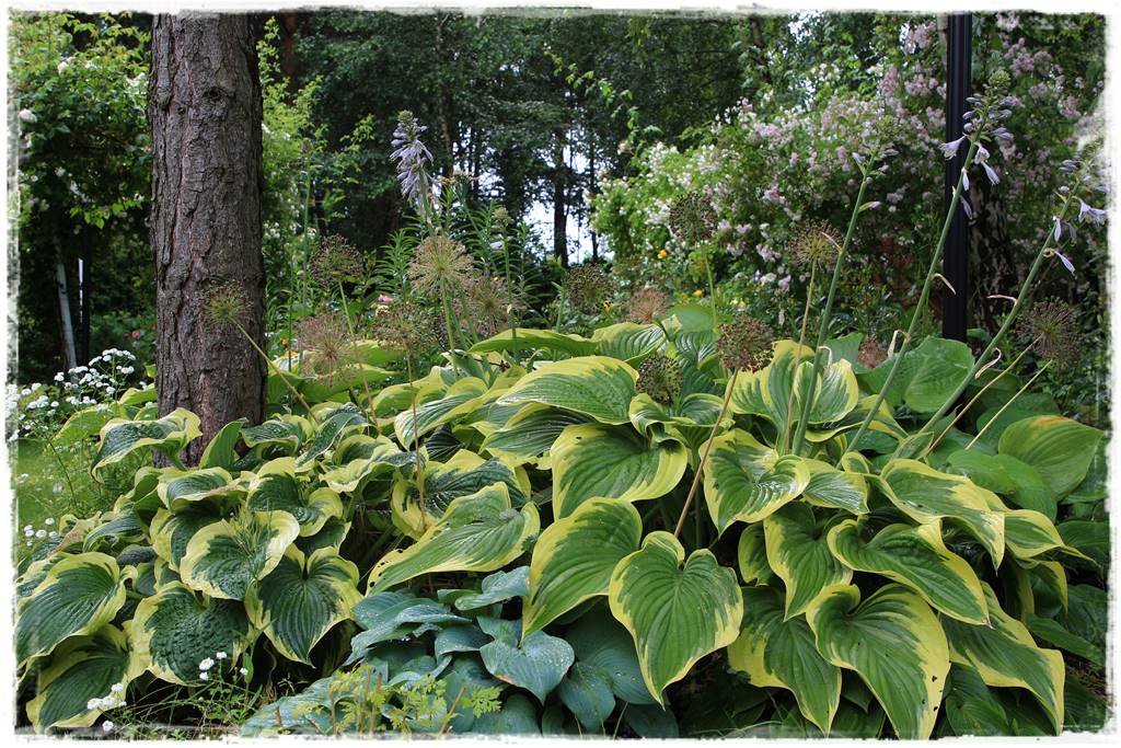 Wieloletnie kwiaty na rabatę 2f Wieloletnie kwiaty na rabatę 2f