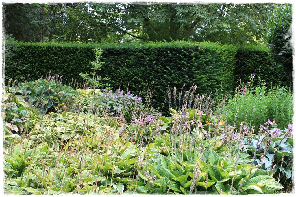 Wieloletnie kwiaty na rabatę 2h Wieloletnie kwiaty na rabatę 2h