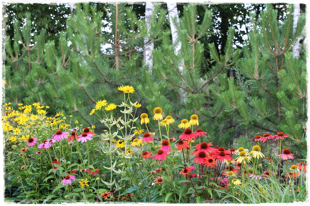 Wieloletnie kwiaty na rabatę 3b Wieloletnie kwiaty na rabatę 3b