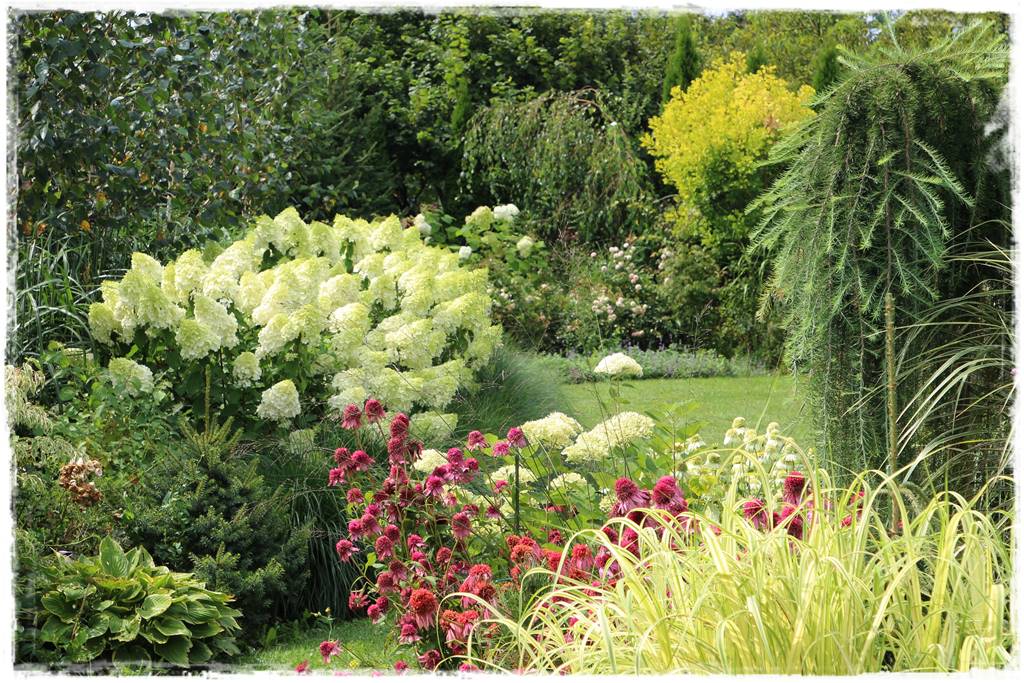 Wieloletnie kwiaty na rabatę 3c Wieloletnie kwiaty na rabatę 3c