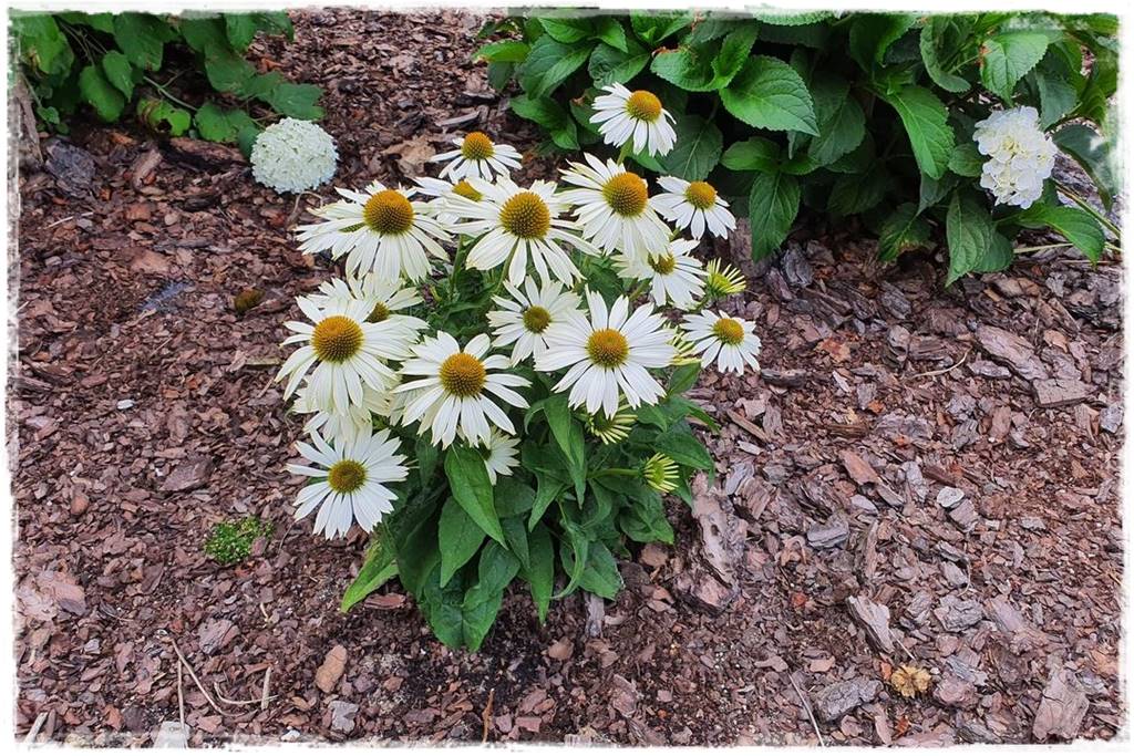 Wieloletnie kwiaty na rabatę 3d Wieloletnie kwiaty na rabatę 3d