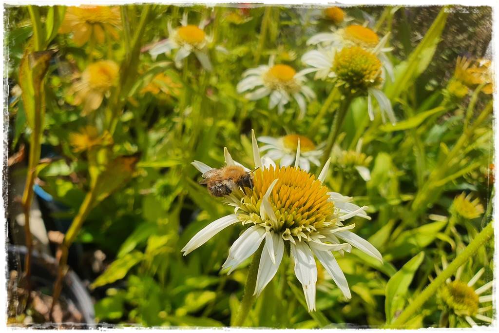 Wieloletnie kwiaty na rabatę 3g Wieloletnie kwiaty na rabatę 3g