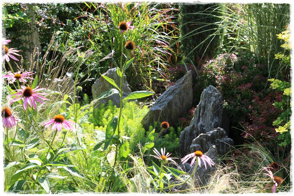 Wieloletnie kwiaty na rabatę 3i Wieloletnie kwiaty na rabatę 3i