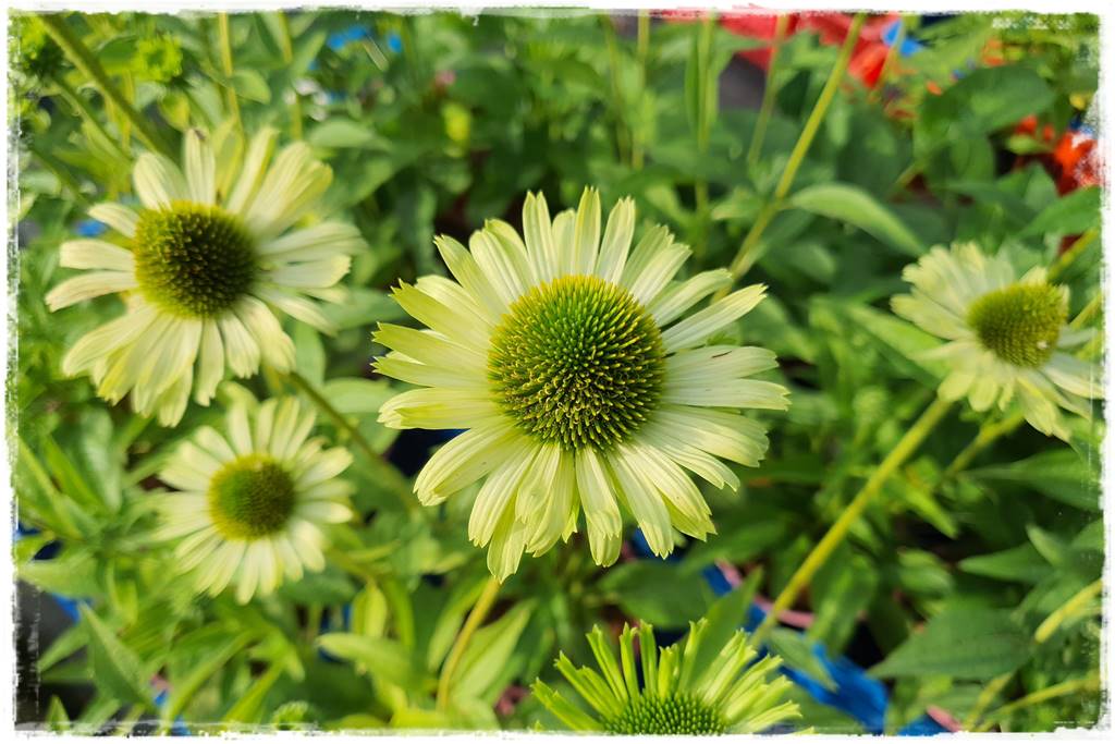 Wieloletnie kwiaty na rabatę 3j Wieloletnie kwiaty na rabatę 3j