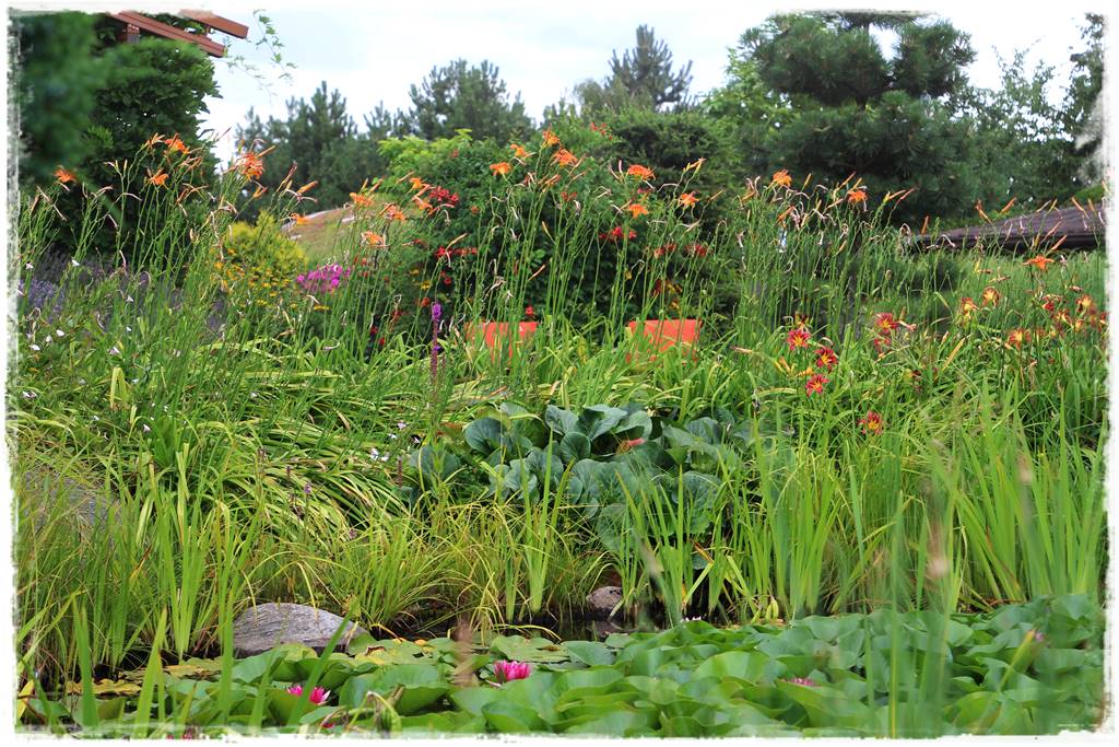 Wieloletnie kwiaty na rabatę 4b Wieloletnie kwiaty na rabatę 4b