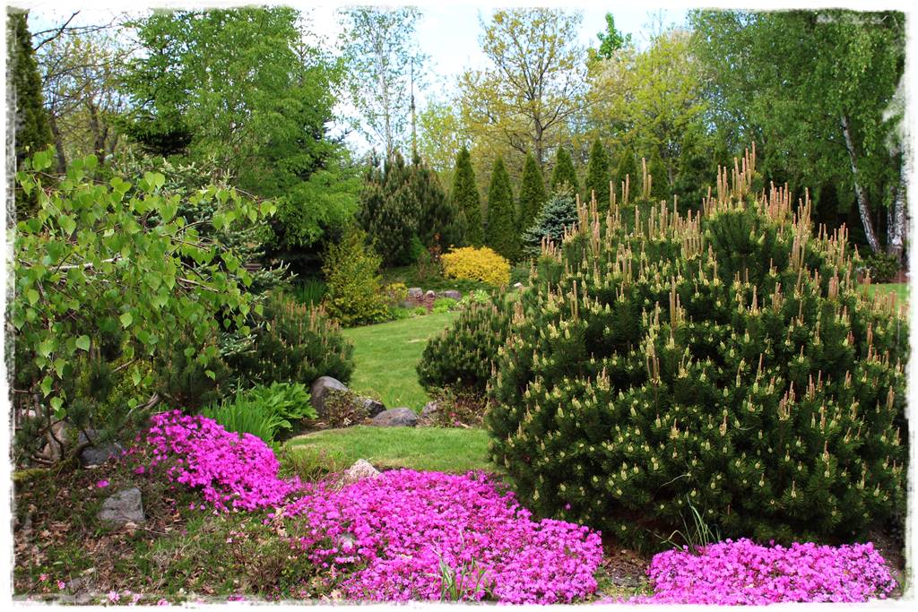 Wieloletnie kwiaty na rabatę 5 Wieloletnie kwiaty na rabatę 5