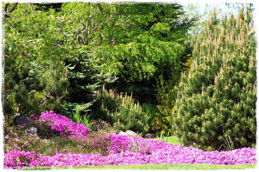 Wieloletnie kwiaty na rabatę 5b Wieloletnie kwiaty na rabatę 5b