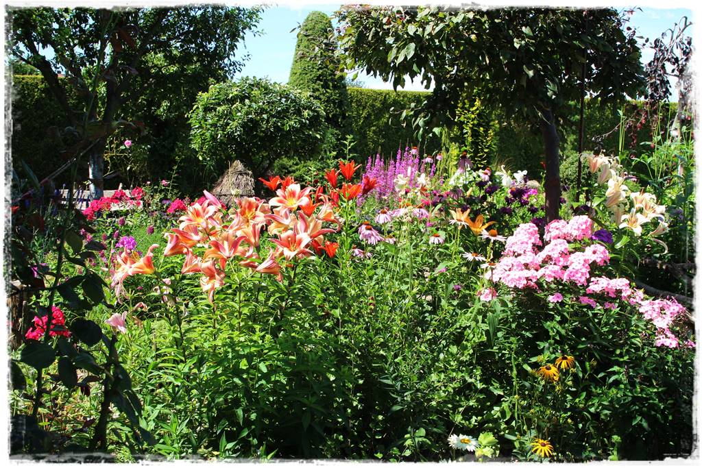 Wieloletnie kwiaty na rabatę 5c Wieloletnie kwiaty na rabatę 5c