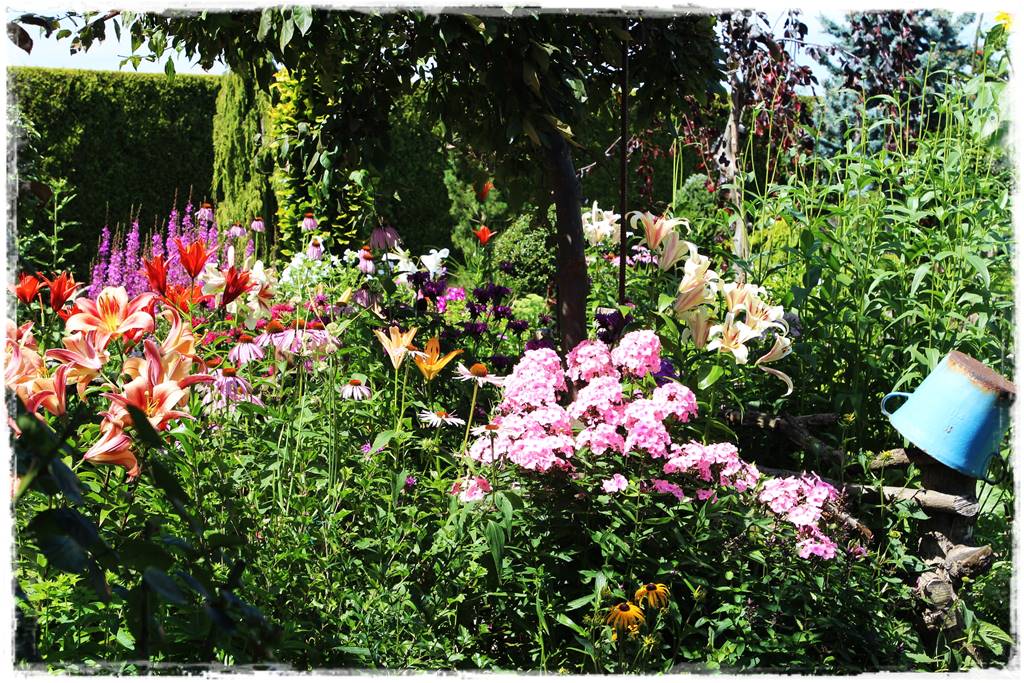 Wieloletnie kwiaty na rabatę 5cc Wieloletnie kwiaty na rabatę 5cc