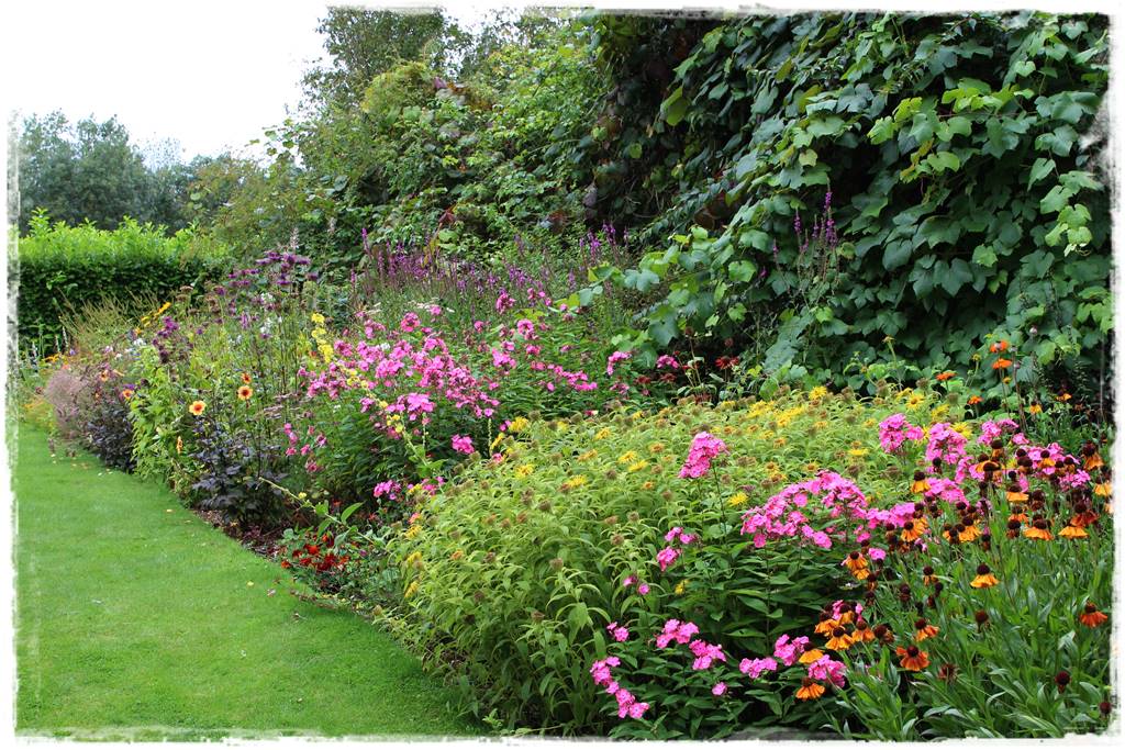 Wieloletnie kwiaty na rabatę 5d Wieloletnie kwiaty na rabatę 5d