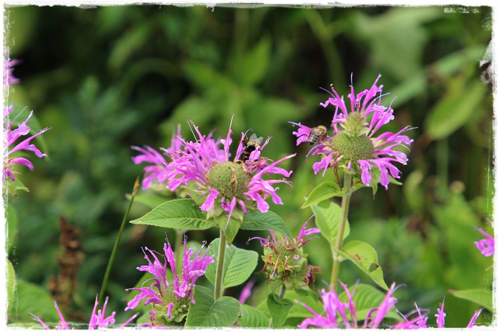 Wieloletnie kwiaty na rabatę 6c Wieloletnie kwiaty na rabatę 6c