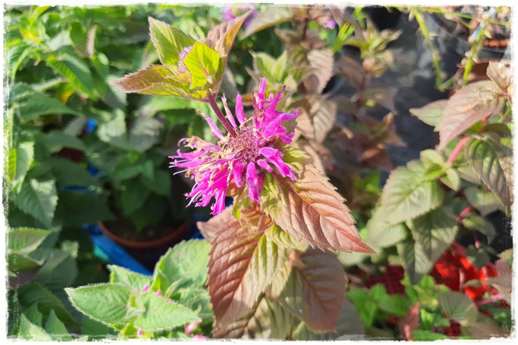 Wieloletnie kwiaty na rabatę 6g Wieloletnie kwiaty na rabatę 6g