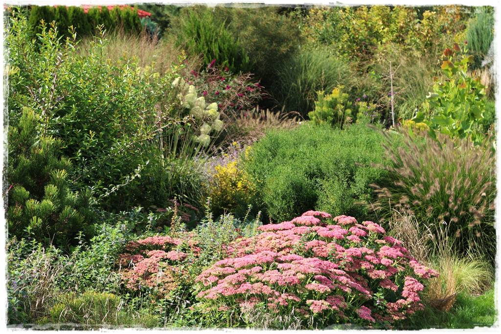 Wieloletnie kwiaty na rabatę 7c Wieloletnie kwiaty na rabatę 7c