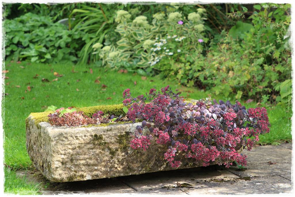 Wieloletnie kwiaty na rabatę 7e Wieloletnie kwiaty na rabatę 7e