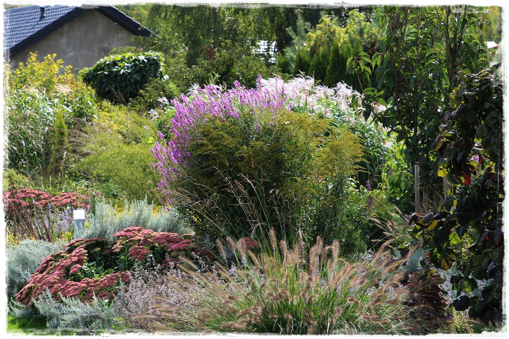 Wieloletnie kwiaty na rabatę 7g Wieloletnie kwiaty na rabatę 7g