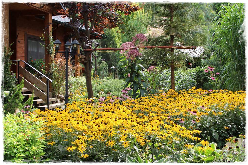 Wieloletnie kwiaty na rabatę 8 Wieloletnie kwiaty na rabatę 8