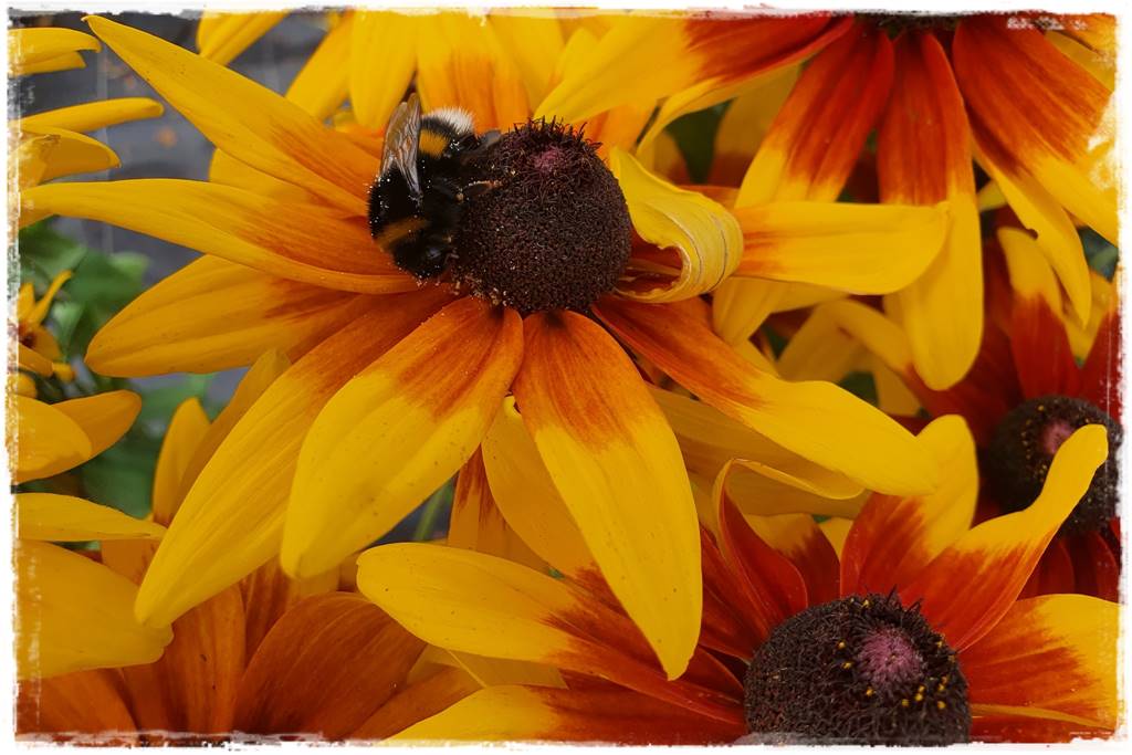 Wieloletnie kwiaty na rabatę 8b Wieloletnie kwiaty na rabatę 8b