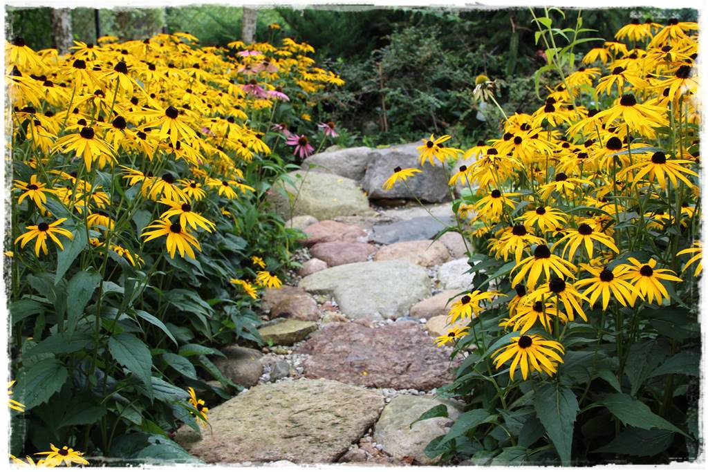 Wieloletnie kwiaty na rabatę 8c Wieloletnie kwiaty na rabatę 8c