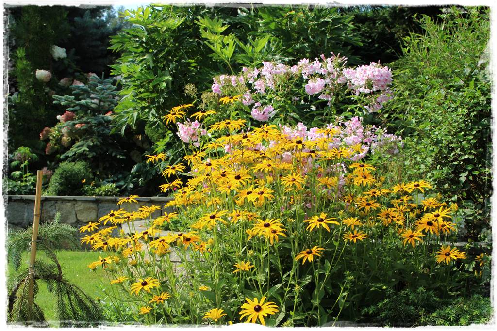 Wieloletnie kwiaty na rabatę 8d Wieloletnie kwiaty na rabatę 8d