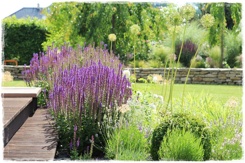 Wieloletnie kwiaty na rabatę 9c Wieloletnie kwiaty na rabatę 9c