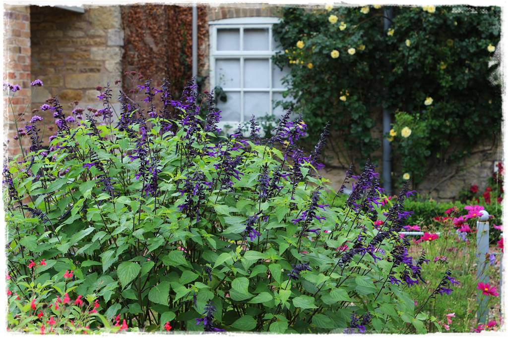 Wieloletnie kwiaty na rabatę 9d Wieloletnie kwiaty na rabatę 9d