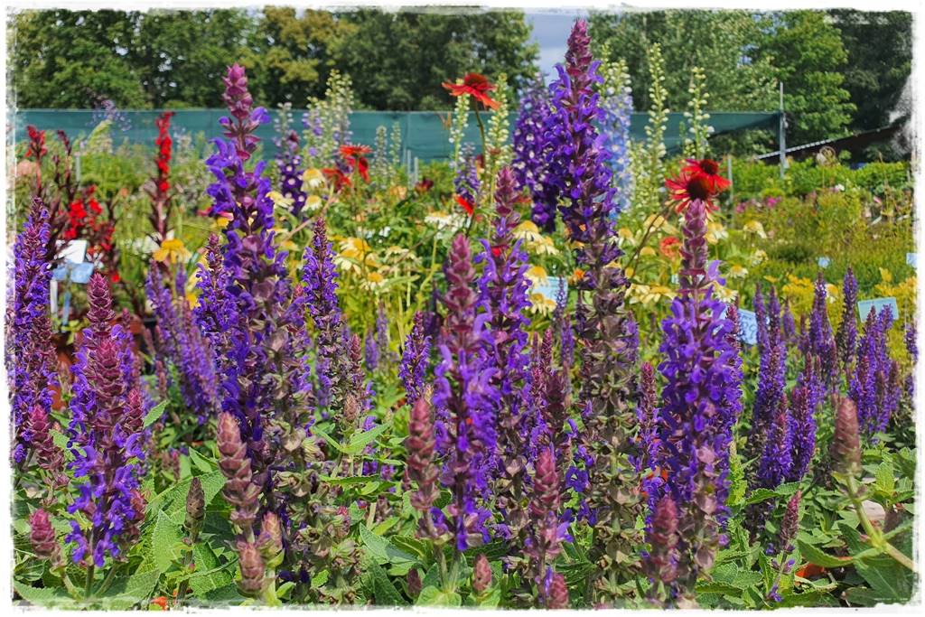 Wieloletnie kwiaty na rabatę 9e Wieloletnie kwiaty na rabatę 9e