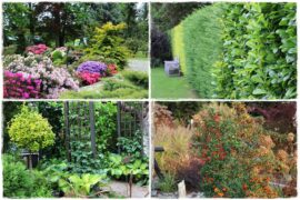 Zimozielone liście 0