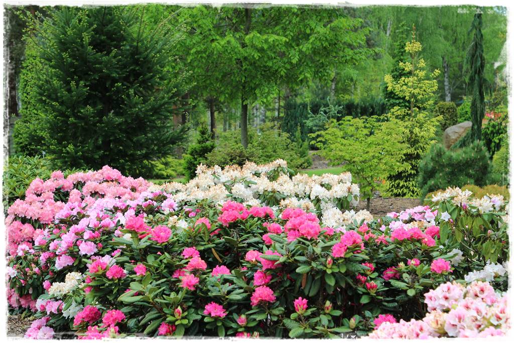 Zimozielone liście 1