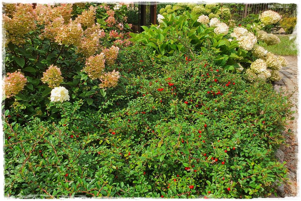 Zimozielone liście 10b