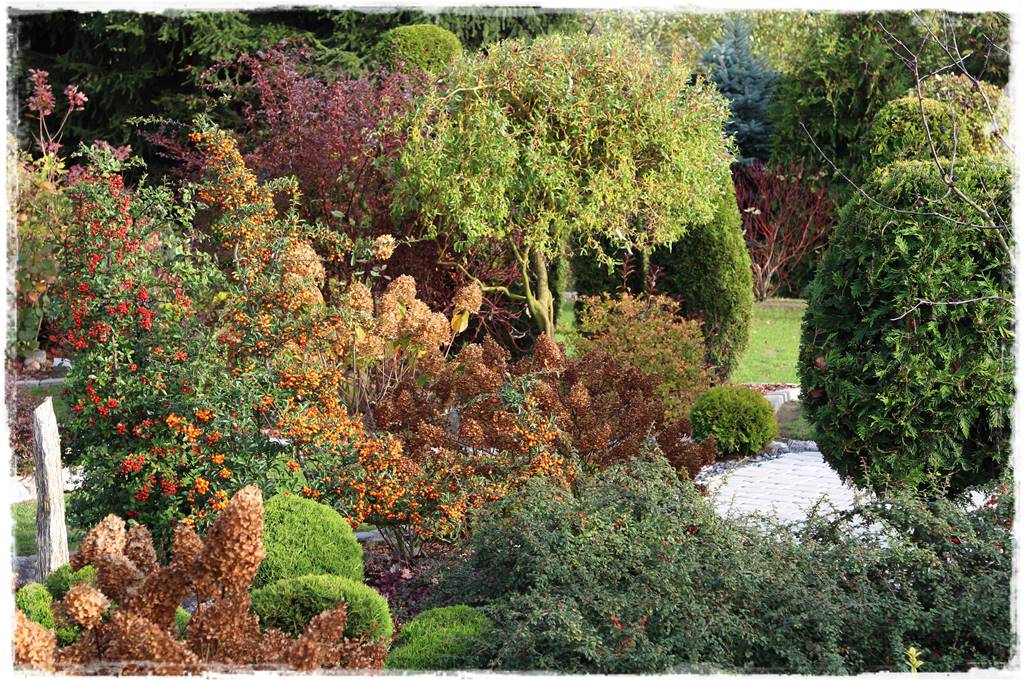 Zimozielone liście 10e