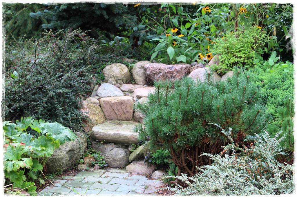 Zimozielone liście 10f