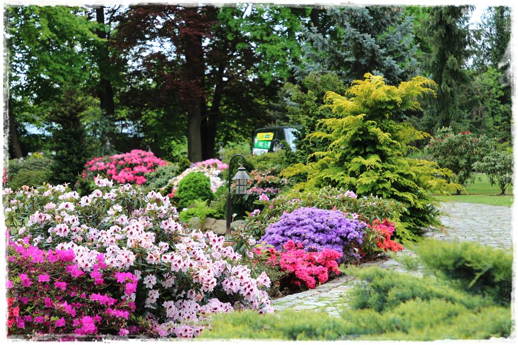 Zimozielone liście 1b