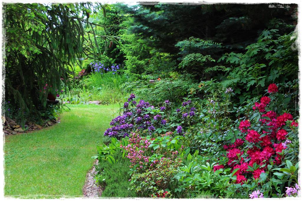 Zimozielone liście 1f