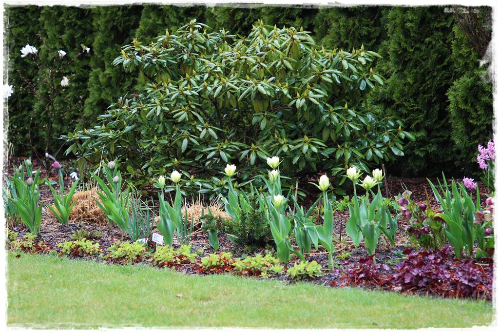 Zimozielone liście 1i